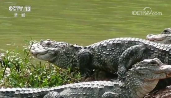 揚子鱷保護區遭企業侵占 當地官員曾稱:誰說不能